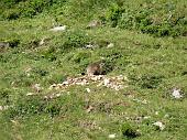 45 marmotta